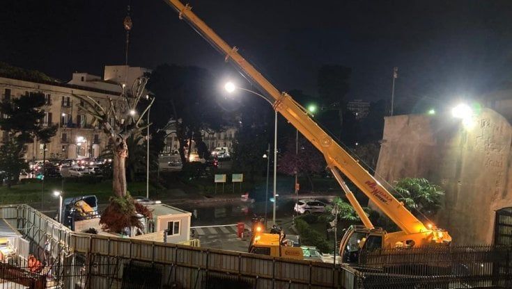 La chorisia di piazza Indipendenza "trasferita" di quaranta metri