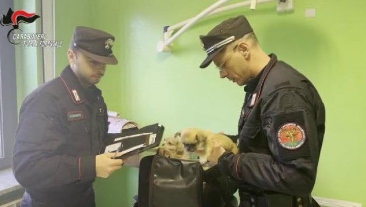 Importava illegalmente cuccioli di cani di razza malati e troppo piccoli: denunciato il titolare di due negozi a Varese