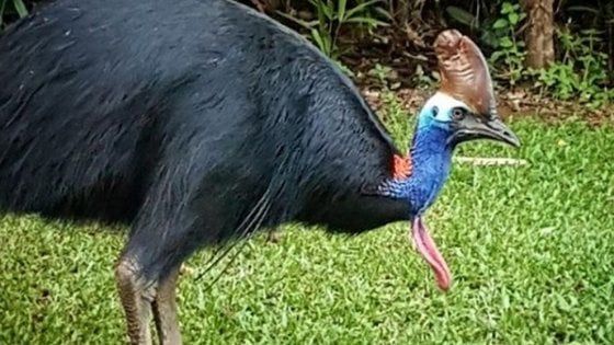 Uomo ucciso da un casuario, l'uccello 'nipote' del Velociraptor: lo teneva nel suo giardino in Florida