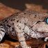 Himalaya, la scimmia che starnutisce e la rana dagli occhi blu: oltre 200 nuove specie scoperte dal 2009