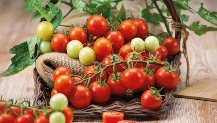Salmonella nei pomodorini, aperta inchiesta: si indaga anche sul lotto di Gela