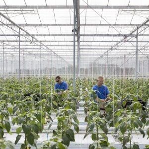 Agricoltura, i prodotti dimenticati valgono 10 miliardi