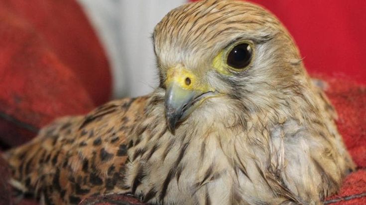 Agropoli, gheppio sbatte contro un albero a gran velocità: il rapace salvato da cittadini
