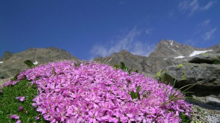 Il verde dilaga in quota al posto dei ghiacciai: una ricerca documenta l’accelerazione senza precedenti