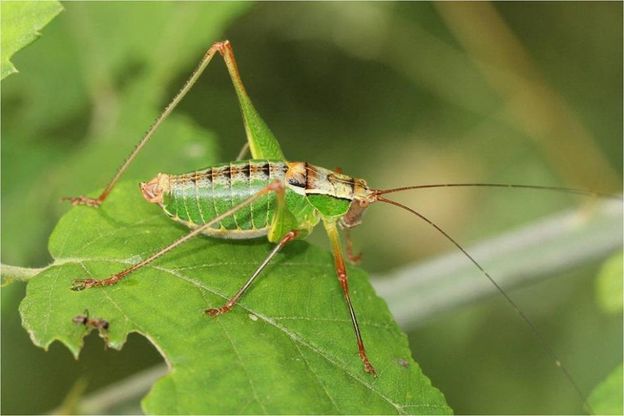 Alla ricerca di cavallette e grilli: in Campania 105 specie differenti