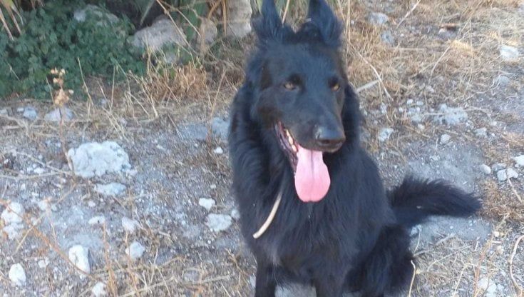 Ora d'aria per incontrare il suo cane:  in Salento il progetto dopo l'arresto di un uomo legatissimo al suo Zair. "Entrambi soffrono"