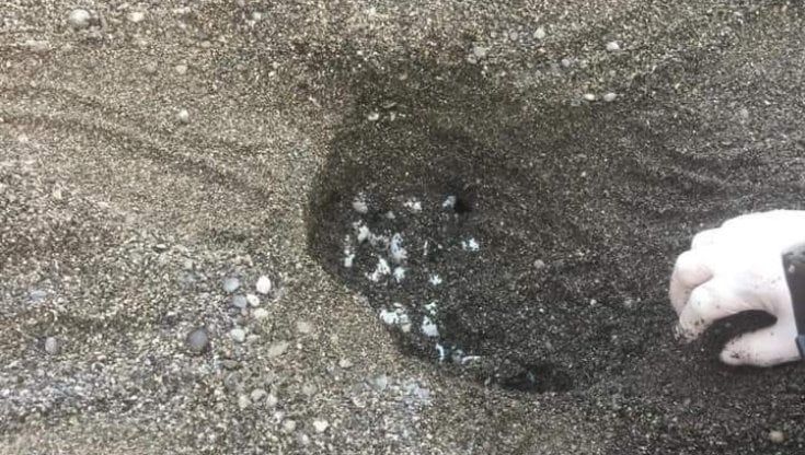 Maratea, ad Acquafredda 125 uova di tartarughe marine