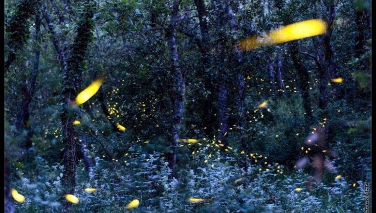 In Puglia tour guidati nel 'Bosco delle Lucciole': una magica passeggiata notturna