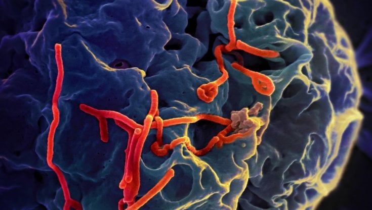 Dalla febbre di Lassa alla rabbia: l'epidemia che dobbiamo aspettarci dopo il Covid