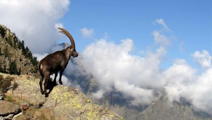 Pronto soccorso per animali, un corso per salvare stambecchi, cervi e falchi feriti
