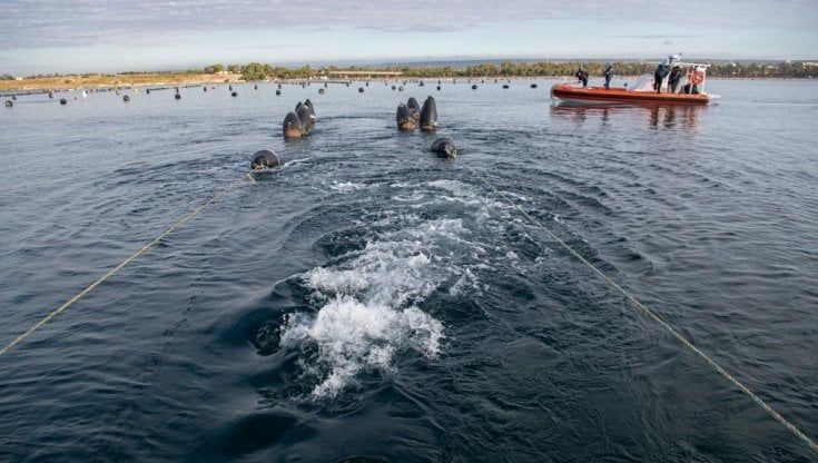 Taranto, sequestrati impianti abusivi di cozze: smantellati centinaia di filari, bonificata area di 50mila metri quadri