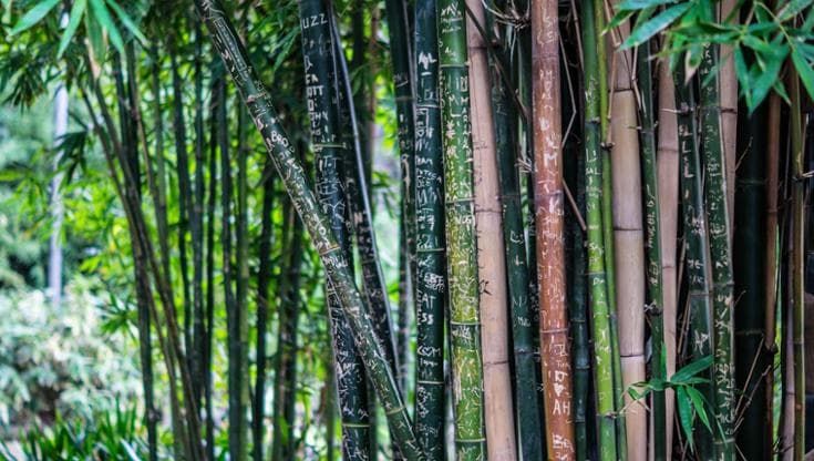 Dal bambù al serbatoio: un biocarburante ecologico dalla pianta che cresce più velocemente