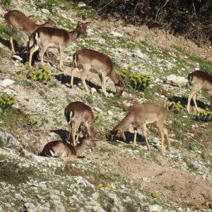 Madonie e Nebrodi, le colture devastate da daini e cinghiali