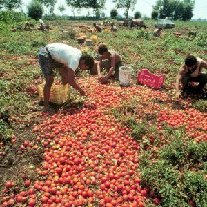 Primi sei mesi di Jobs Act: disoccupazione giovanile ancora a quota record. Ma crescono i contratti stabili
