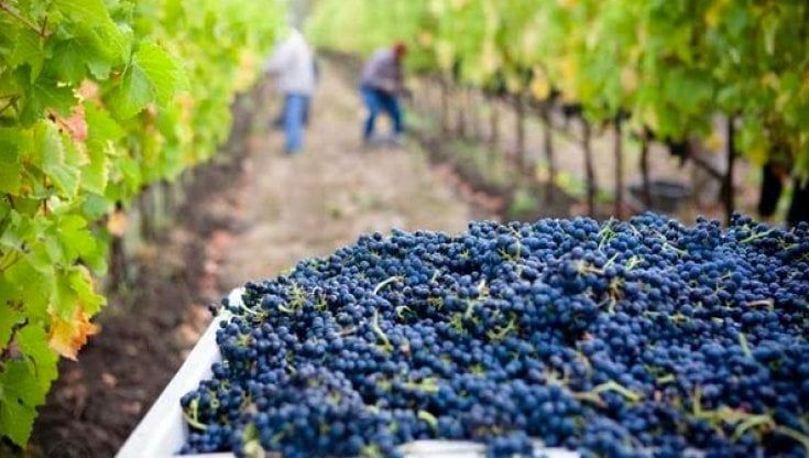 Cosmetici dalla filiera vitivinicola biologica: così gli scarti diventano materie prime