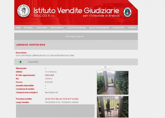 Brescia, tribunale mette all'asta online i cani pignorati