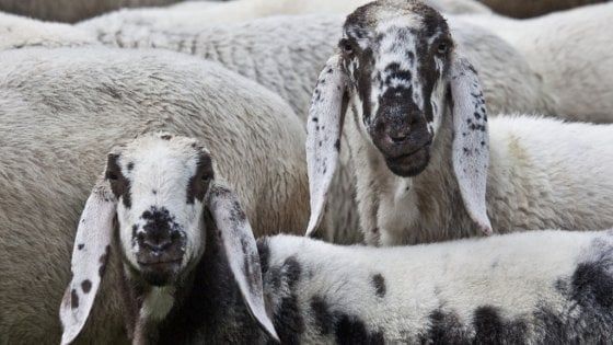 Tre pecore, tre territori, un gemellaggio: sui monti si salvano razze e sapori in estinzione