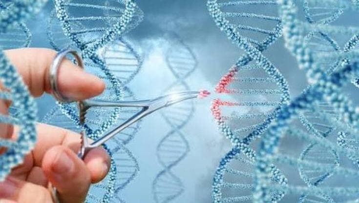 Successo della terapia genica anche per il cuore: riparate certe cardiomiopatie “scritte” nel DNA