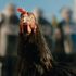 “Perché ho scelto una gallina per raccontare al cinema le disuguaglianze”