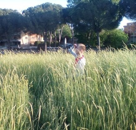 Roma, verde senza manutenzione: la giungla dell'erba alta. Le foto dei lettori/6