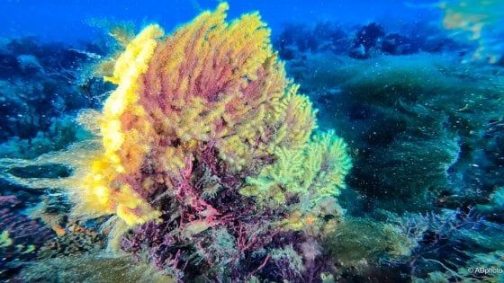 Isole Tremiti, fondali a rischio: "L'alga bruna sta aggredendo le gorgonie"