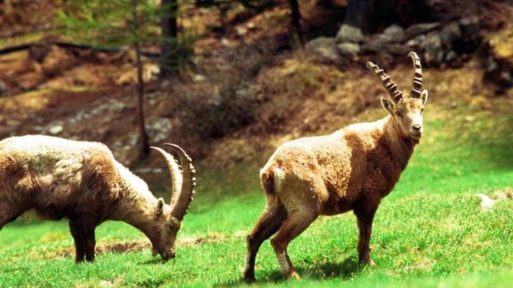 Lo stambecco salvato da Carlo Felice ora ripopola le Alpi
