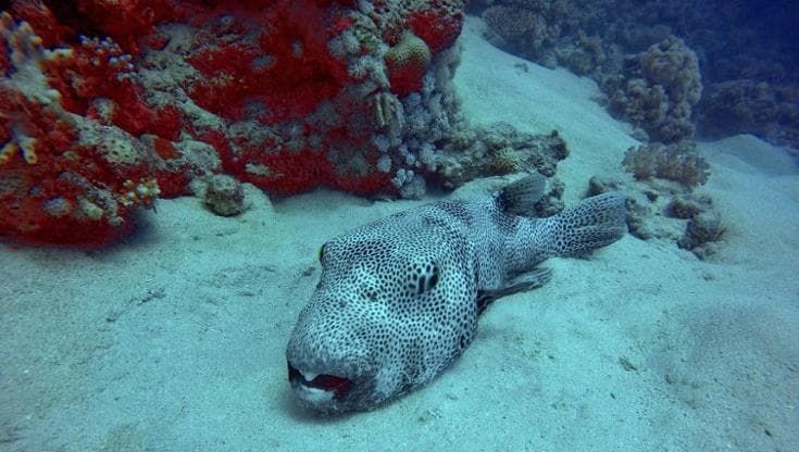 Ecco quali pesci sono pronti a invadere il Mediterraneo in futuro