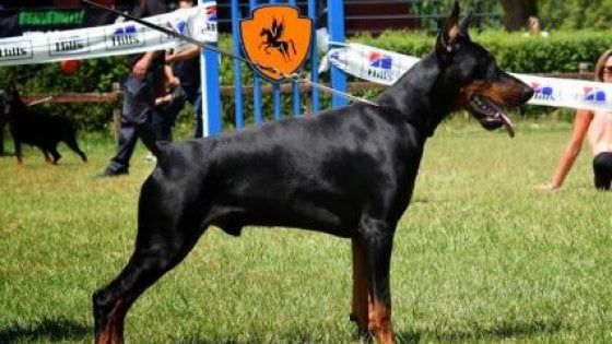 Bari, il giallo del cane da 50mila euro sparito prima di una gara: 26enne accusa di furto l'allevatrice