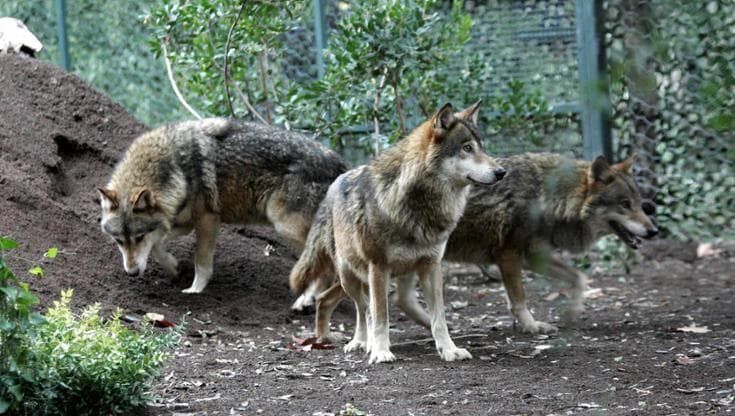 Allarme lupi in Toscana, l’ultima aggressione in Val di Bisenzio