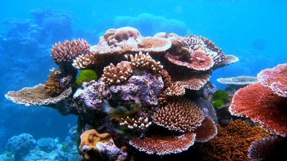 Australia vara il piano per salvare la Grande barriera corallina