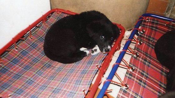 Bari, spacciano il loro cane come randagio per non pagare le cure veterinarie: madre e figlia a processo per truffa