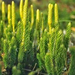 Con l'erba strega in coda all'inverno a colpi di scintille