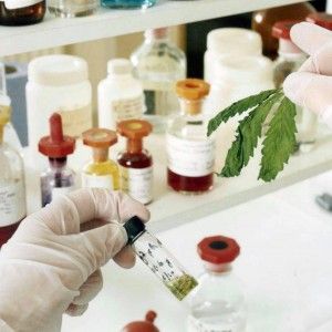 Cdm d&agrave; via libera alla legge abruzzese sulla cannabis terapeutica. Anche Giovanardi d'accordo