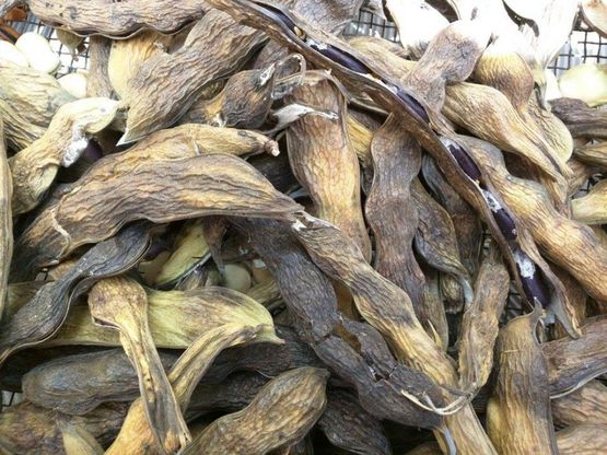 La pesca bianca di Bivona conquista l'Expo
