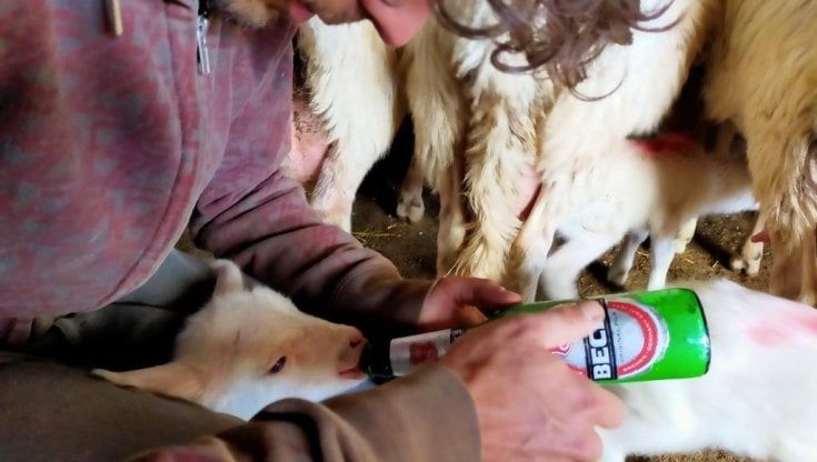 "Le mie pecore uccise dai lupi e le lacrime dei pastori". Un appello alla politica 