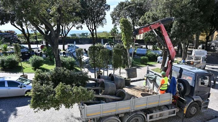 Napoli, Posillipo: ecco i primi alberi in via Boccaccio, 106 lecci