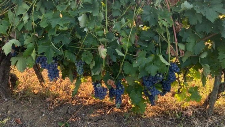 Vendemmia italiana da Nord a Sud: cosa aspettarsi nel 2022 secondo venti viticoltori 