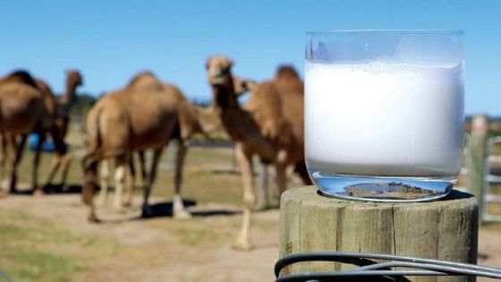 Il latte del futuro (sostenibile)? Quello di cammella