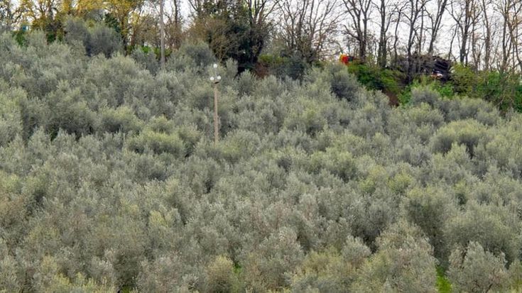 Olio e vino italiani affogano nelle giacenze: due crisi gemelle ma diverse