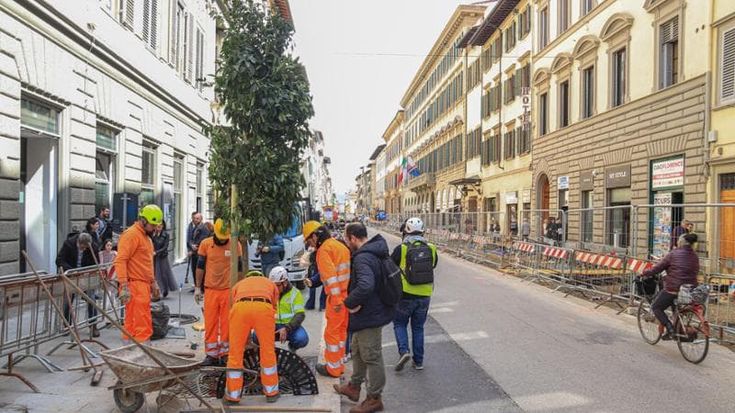 Firenze, sugli aranci di via Cavour ora Saccardi ordina un’ispezione. Il Comune: “Chiesta da noi, non è emerso niente di significativo”