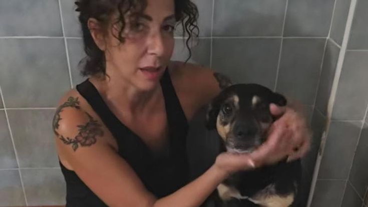 Diego, abbandonato da chi lo aveva adottato il cane che corse dietro l'ambulanza col suo amico umano