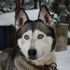 Cani, come interagiscono con l'uomo