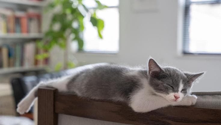 Il tuo gatto sta bene? Scoprilo con il questionario