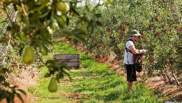 Il Covid blocca i "migranti a 5 stelle", a rischio la raccolta di frutta in Australia