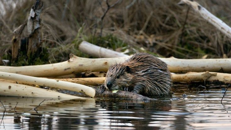 È tornato il castoro sul Tevere. Da clandestino