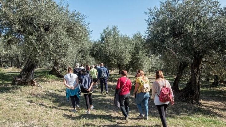 Camminata tra gli olivi 2023, al via l'evento in 18 regioni
