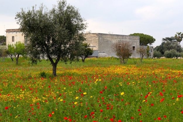 La primavera colora la Puglia e la natura è uno spettacolo