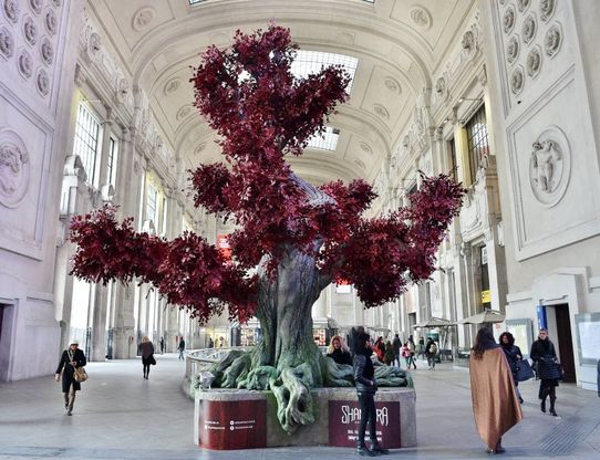 Milano, atmosfere fantasy in stazione: c'è l'albero sacro del kolossal che insidia Star Wars