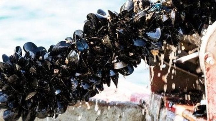 La strage delle cozze, uccise dal caldo: l’anno prossimo rischiano di sparire dalle tavole