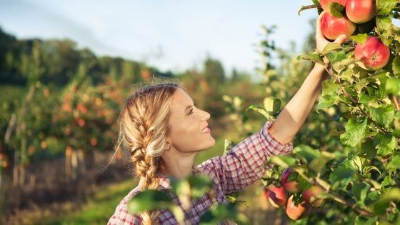 Il tempo delle mele